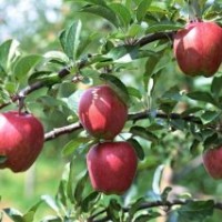 山东厂家直销苹果苗 批量供应当年结果苹果苗 苹果小苗 量大优惠