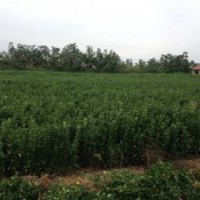 供应山东冬青球冬青苗（大叶黄杨）