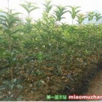 精品《桂花、高干女贞》