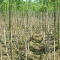 出售绿化树苗垂柳银中杨插穗母根