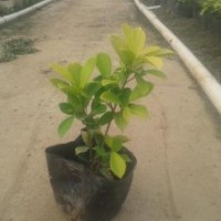 黄榕（黄金榕、金叶榕） 容器苗 袋苗