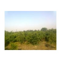 地径2--4公分红豆杉、罗汉松、竹柏、红豆杉小苗