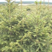 出售自家产云杉 柳树