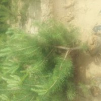 出售樟子松 旱柳 馒头柳 沙地柏 油松 云杉 山桃等