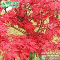 正宗中国红枫 红枫苗 红枫树苗供应|批发|零售 价格实惠|品种纯正