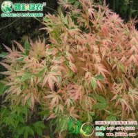 日本红枫蝴蝶枫 蝴蝶般美丽的红枫树 买了不吃亏 不买绝对后悔