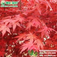 日本红枫 红舞妓