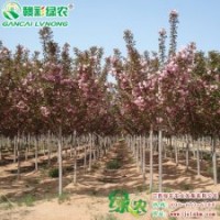 日本红叶樱花 樱花家族又添新奇葩 樱花小苗供应包成活