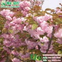 关山樱 精品樱花小苗供应包成活