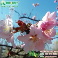 大山樱 樱花小苗供应包成活