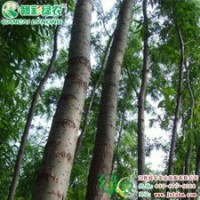 9901柳 彩柳小苗供应包成活