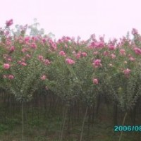 紫薇树_紫薇树价格_紫薇树栽培