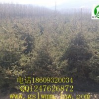 甘肃云杉定西云杉