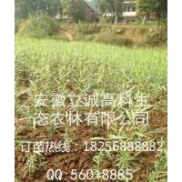 品系纯正竹柳三号 质量优良 服务