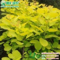 金叶黄栌 绿化小苗 彩叶树小苗 金叶黄栌树苗供应包存活