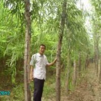 山东速生柳小苗哪个基地的成活率高？