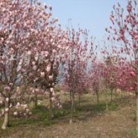 供应紫叶李女贞白玉兰国槐白蜡等绿化苗木