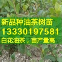 油茶投资成本效益报告,安徽油茶苗,油茶树苗价格