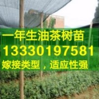江西高产油茶苗,中国高产油茶之乡,油茶树苗