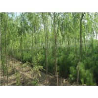 供应垂柳苗 紫穗槐苗 油松苗