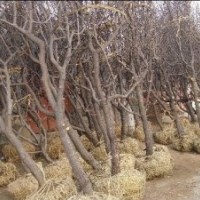 哪里有枣树苗，哪里卖枣苗，枣丰枣苗，枣树苗