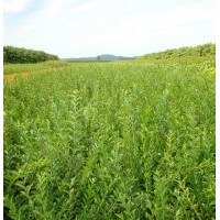 河北深州北四王苗木低价供应金叶水蜡