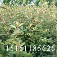 成活率高的火棘苗当年生小苗50厘米高不挑土质