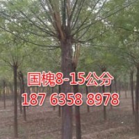 白蜡4-8公分_威傲苗木