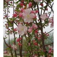 供：东红海棠、西府海棠