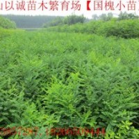 //0.8以上国槐苗//2-5公分国槐///