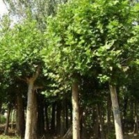 法桐常绿乔木保持完好全年