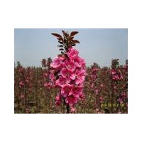 供应白兰地海棠、皇家雨点海棠、王族海棠