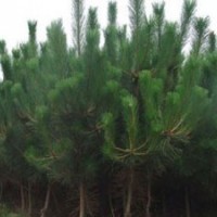 绿地黑松 侧柏 油松苗 华山松15563677456