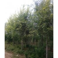 南宁椿树_柳州榆树_榆树