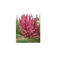 3、4、5公分府海棠、西府海棠价格,山东泰安泰和苗圃