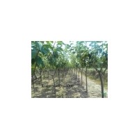 2015年银杏树，樱花树价格表_园林绿化苗木价格-山东泰和苗圃