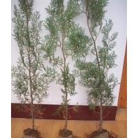 侧柏小苗 侧柏容器苗 油松价格