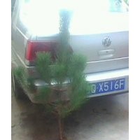 低价供应临沂黑松苗木 黑松小苗 黑松苗 油松苗 側柏苗