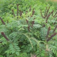 国槐 紫穗槐 香花槐