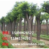 毛白杨 速生杨 柳树系列 107国槐一条鞭买贵了退钱