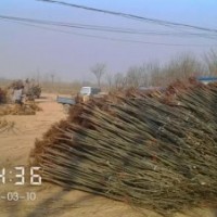 毛白杨 速生柳 黄柳 垂柳