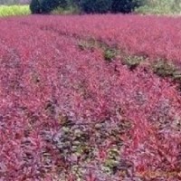 长期出售地被苗木，小苗，花灌木