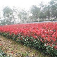 红叶石楠扦插苗，红叶石楠地栽苗，湖南红叶石楠小苗价格