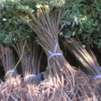 长期大量工应紫穗槐苗木规格齐全，质优价廉！服务周到，免费装车