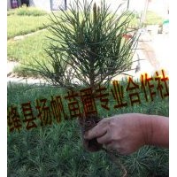 供应二年营养杯白皮松小苗，三年营养杯白皮松小苗（10-15cm）