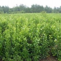 湖南香泡树苗 全冠香泡苗 益阳野生实生苗