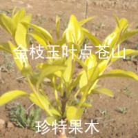 金枝玉叶丝绵木