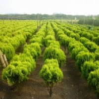 供应洒金柏，龙柏，侧柏，桧柏，刺柏，蜀桧，地柏，沙地柏