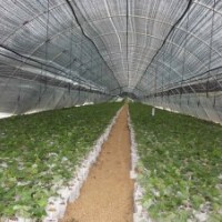 秋火焰小苗（春苗）预售