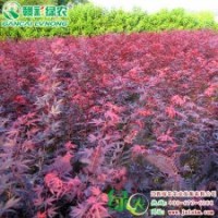 日本红枫三季红 红枫小苗 红枫树苗 供应|批发|零售